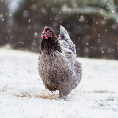 Høns om vinteren