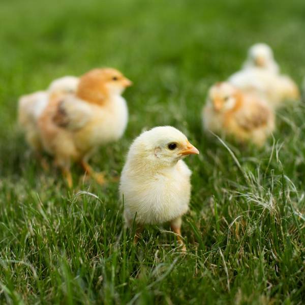kyllinger | Randers volieren